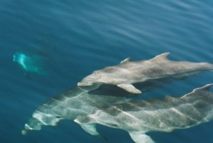 Sailing in the Saronic Gulf… with Dolphins!